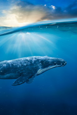 84tours.com_Explore Sri Lanka_Travel_Tourism