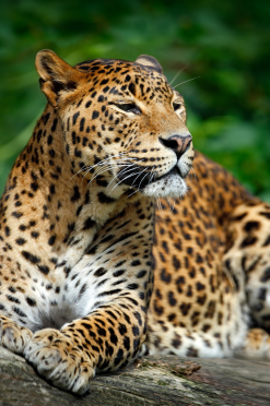 84tours.com_Explore Sri Lanka_Travel_Tourism