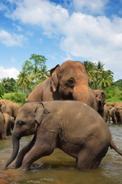 84tours.com_Explore Sri Lanka_Travel_Tourism