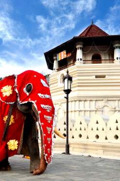 84tours.com_Explore Sri Lanka_Travel_Tourism