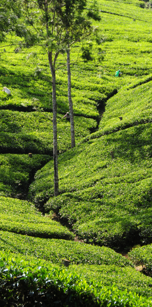 84tours.com_Explore Sri Lanka_Travel_Tourism